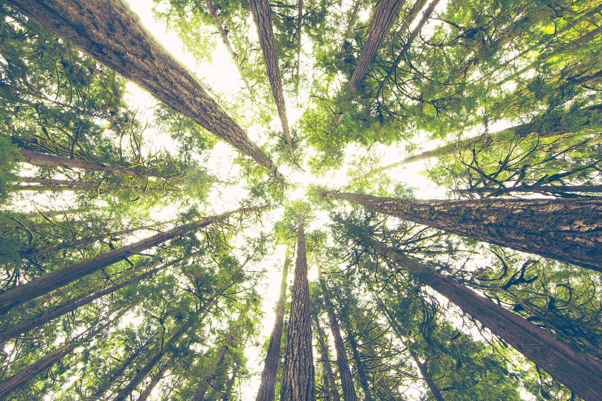 Looking up through a forest canopy